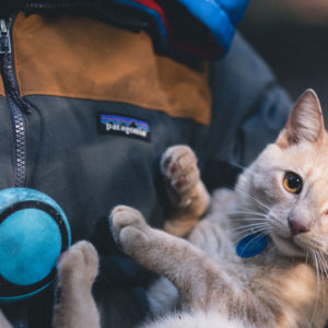 Sterilizzazione-gatto